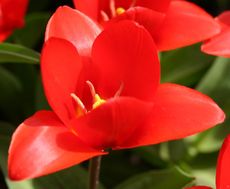 Rote-Tulpe-3.jpg